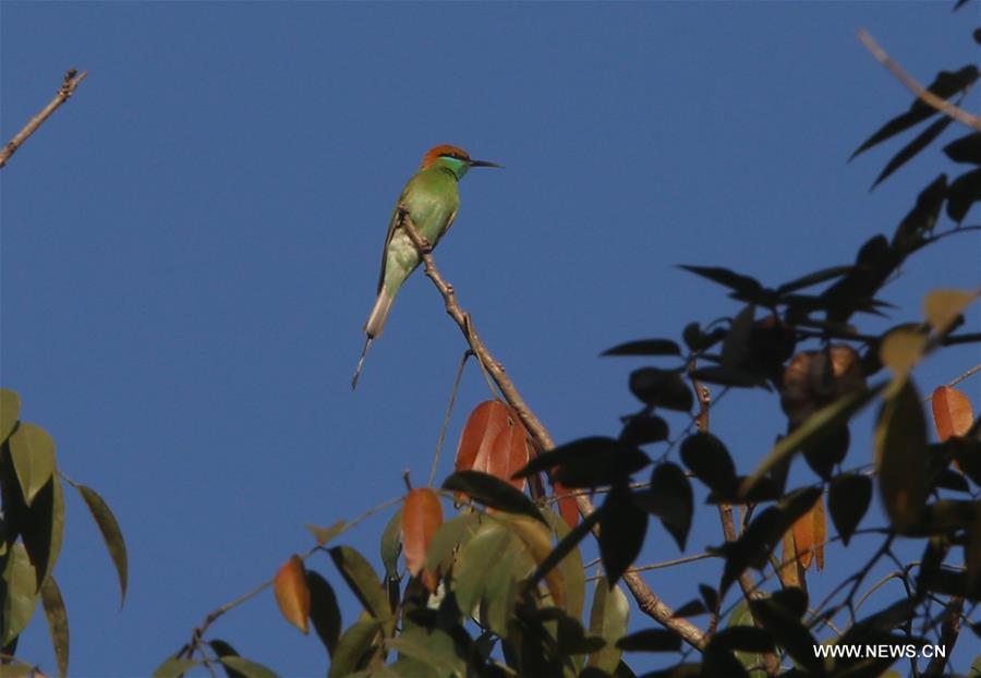 MYANMAR-YANGON-WILDLIFE PARK