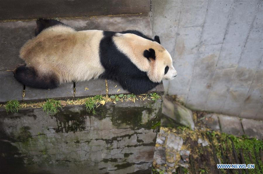 CHINA-CAPITVE GIANT PANDAS-NUMBER (CN)