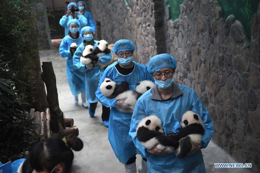 CHINA-CAPITVE GIANT PANDAS-NUMBER (CN)