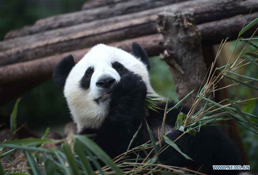 CHINA-CAPITVE GIANT PANDAS-NUMBER (CN)