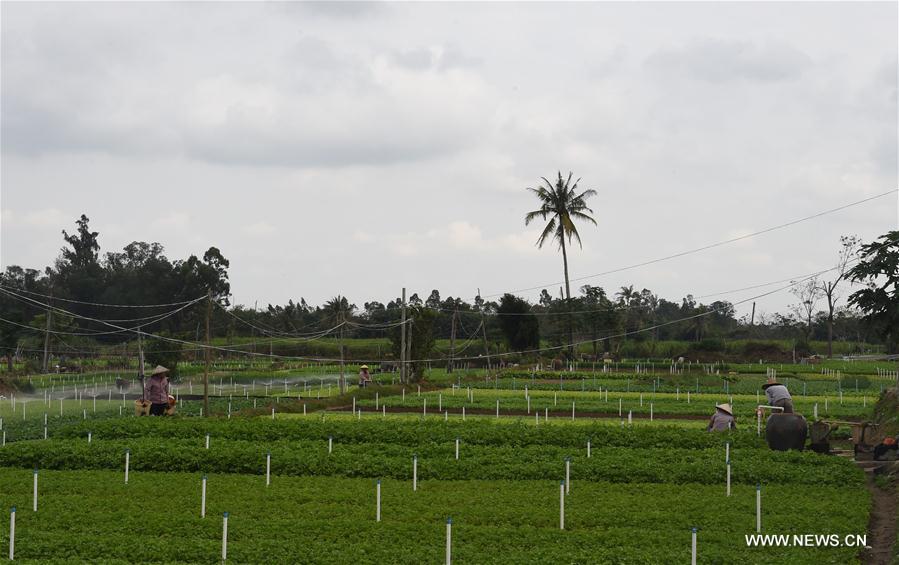 CHINA-HAINAN-VEGETABLE PLANTING (CN)