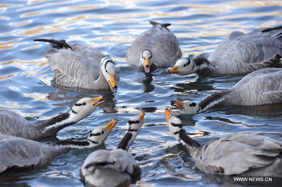 A good many migratory birds chose to live through winter in Lhasa.