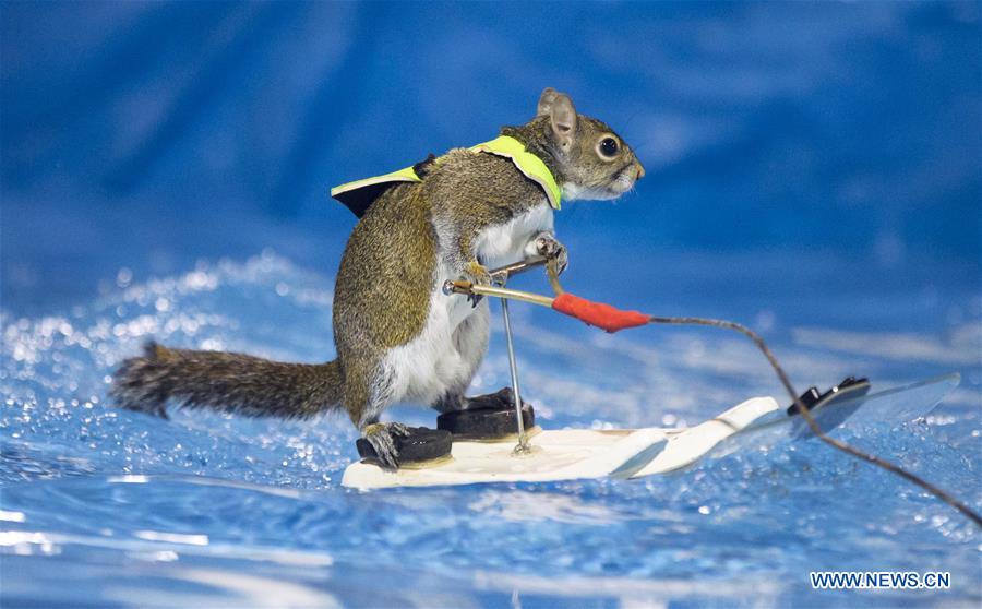 Twiggy the Waterskiing Squirrel performs during the 2016 Toronto International Boat Show at Exhibition Place in Toronto, Canada, Jan. 8, 2016.