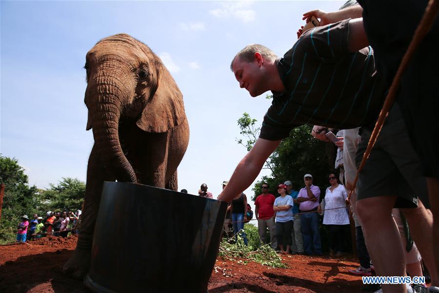 A tourist interacts with an orphaned elephant cub at the Elephant Orphanage in Nairobi, Kenya, Jan. 9, 2016.