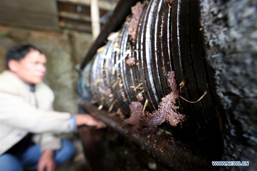 #CHINA-GUANGXI-LIUZHOU-BANLAN TOWN-TEA OIL(CN)