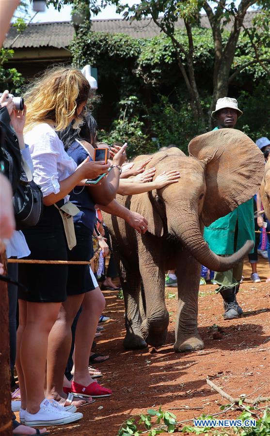 Tourists interact with an orphaned elephant cub at the Elephant Orphanage in Nairobi, Kenya, Jan. 9, 2016.