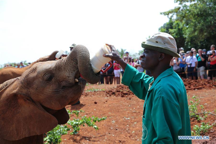 A keeper feeds an orphaned elephant cub at the Elephant Orphanage in Nairobi, Kenya, Jan. 9, 2016.