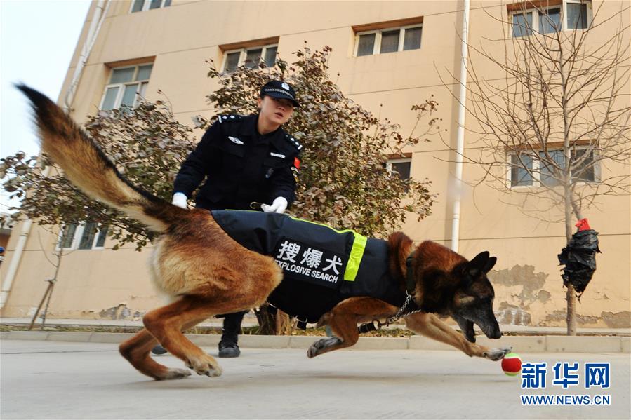 （晚报）（3）警犬“年训”备春运