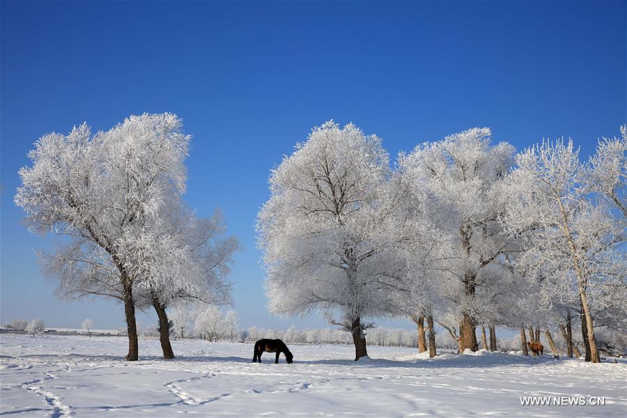 Photo taken on Jan. 11, 2016 shows rime scenery beside Kiran River, Altay, northwest China's Xinjiang Uygur Autonomous Region. 