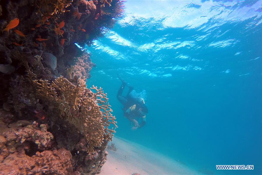 Fish swim among coral reefs in the waters of Red Sea near the resort town of Ras Shaytan, south Sinai, Egypt