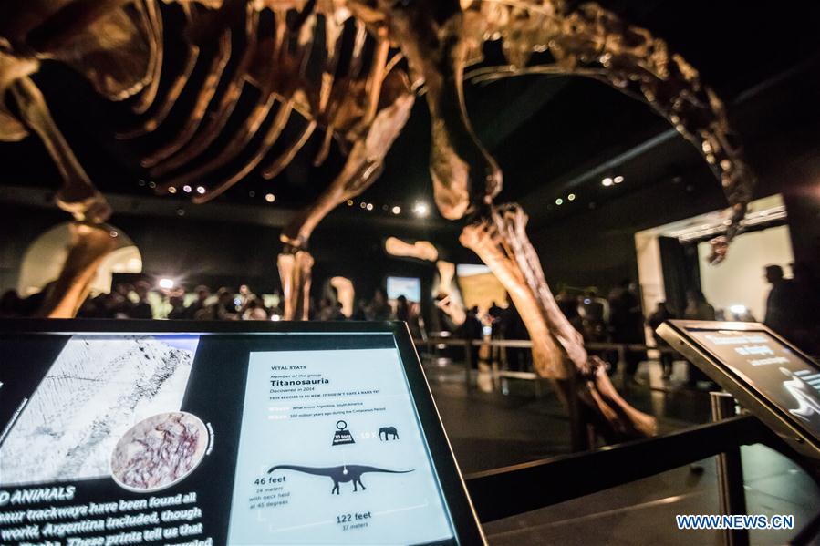 Photo taken on Jan. 14 shows the 'Titanosaur' skeleton exibition in the American Museum of Natural History in New York, the United States, Jan. 14, 2016.