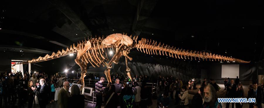 Post-stitched panorama photo shows the massive 'Titanosaur' skeleton in the American Museum of Natural History in New York, the United States, Jan. 14, 2016.