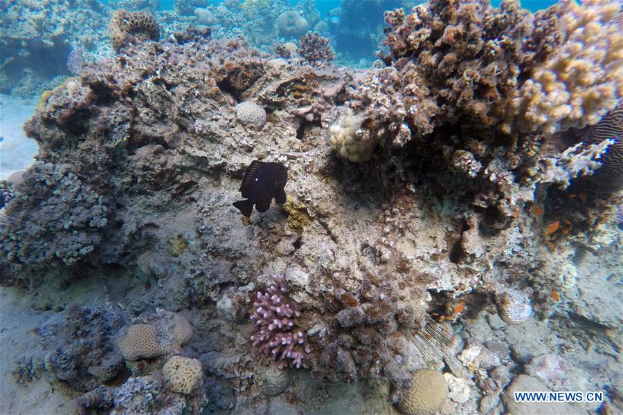 Fish swim among coral reefs in the waters of Red Sea near the resort town of Ras Shaytan, south Sinai, Egypt