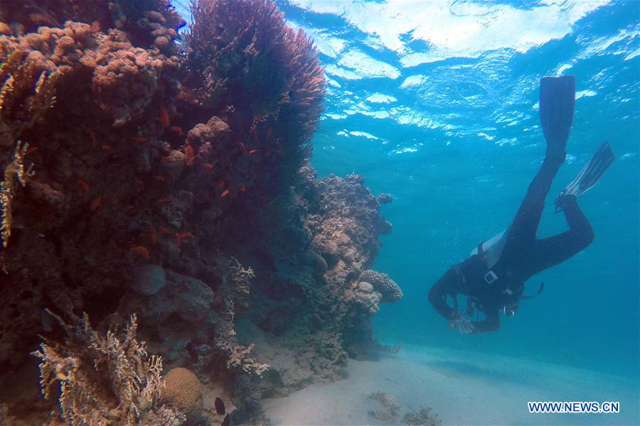 Fish swim among coral reefs in the waters of Red Sea near the resort town of Ras Shaytan, south Sinai, Egypt