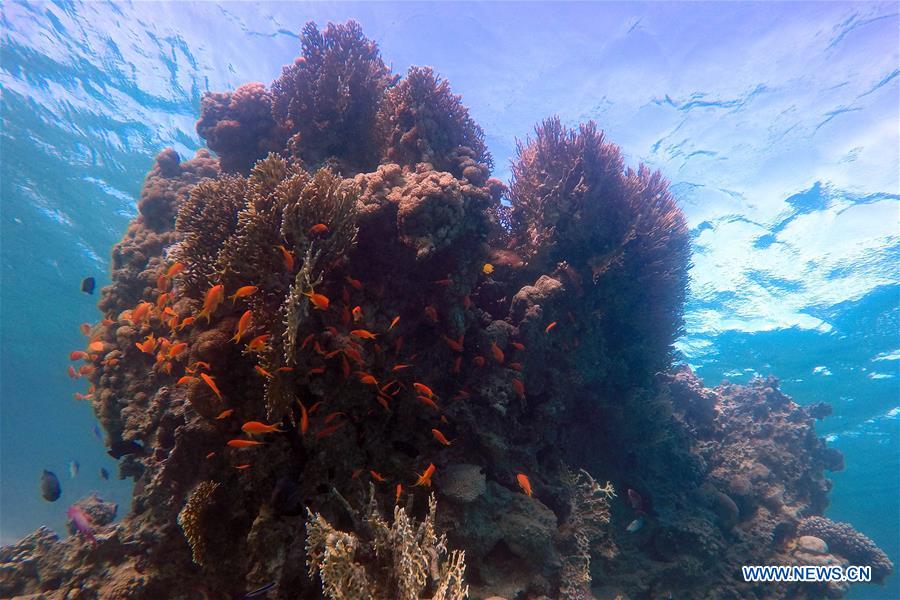 Fish swim among coral reefs in the waters of Red Sea near the resort town of Ras Shaytan, south Sinai, Egypt