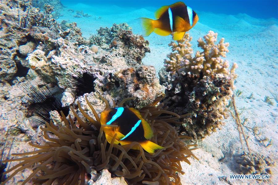 Fish swim among coral reefs in the waters of Red Sea near the resort town of Ras Shaytan, south Sinai, Egypt