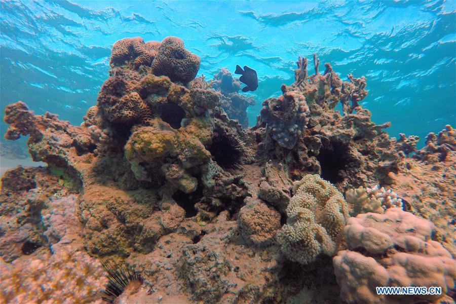 Fish swim among coral reefs in the waters of Red Sea near the resort town of Ras Shaytan, south Sinai, Egypt