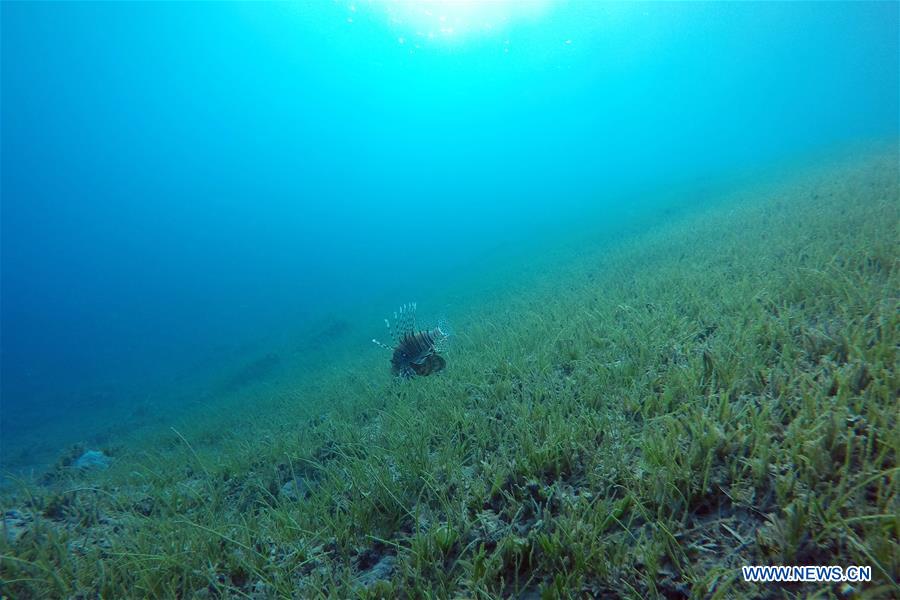 Fish swim among coral reefs in the waters of Red Sea near the resort town of Ras Shaytan, south Sinai, Egypt