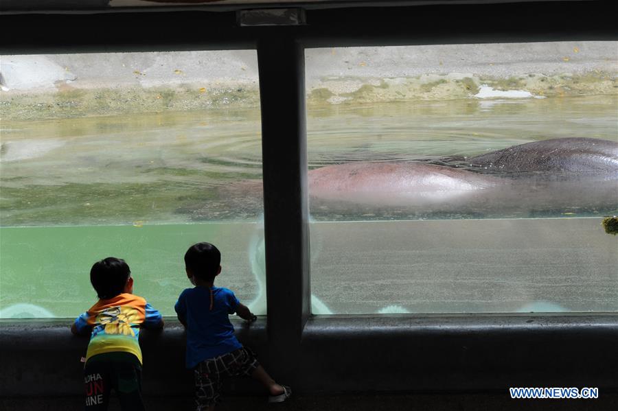 Children watch a hippopotamus at Dusit zoo in Bangkok, Thailand, Jan. 18, 2016. 