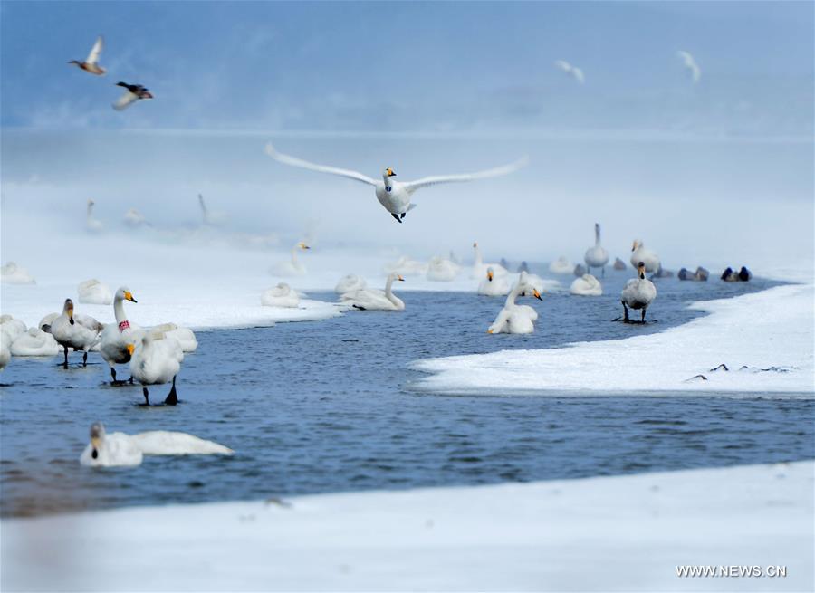 #CHINA-SHANDONG-RONGCHENG-SWANS (CN)