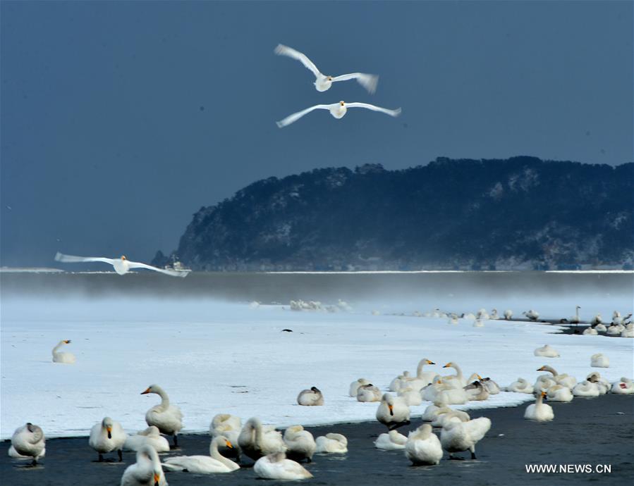 #CHINA-SHANDONG-RONGCHENG-SWANS (CN)