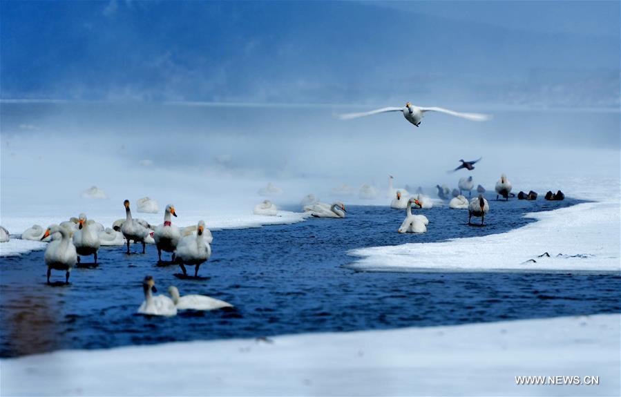 #CHINA-SHANDONG-RONGCHENG-SWANS (CN)