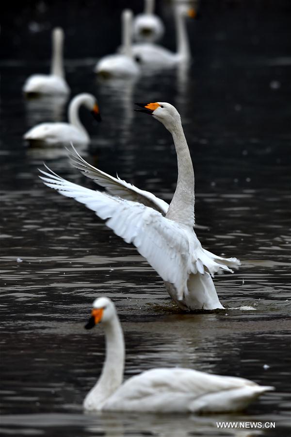 CHINA-SHANXI-SWANS (CN)