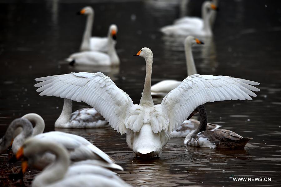 CHINA-SHANXI-SWANS (CN)