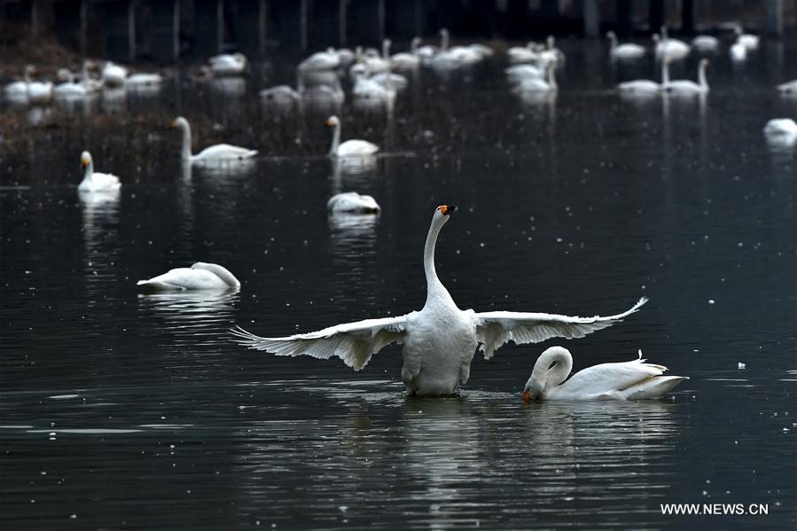 CHINA-SHANXI-SWANS (CN)