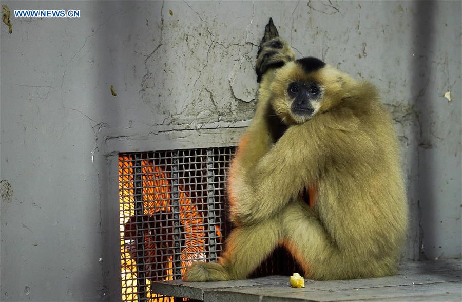 #CHINA-SICHUAN-CHENGDU-ZOO-COLD WEATHER (CN)