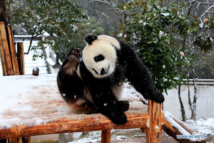 #CHINA-ANHUI-HUANGSHAN-PANDA (CN)