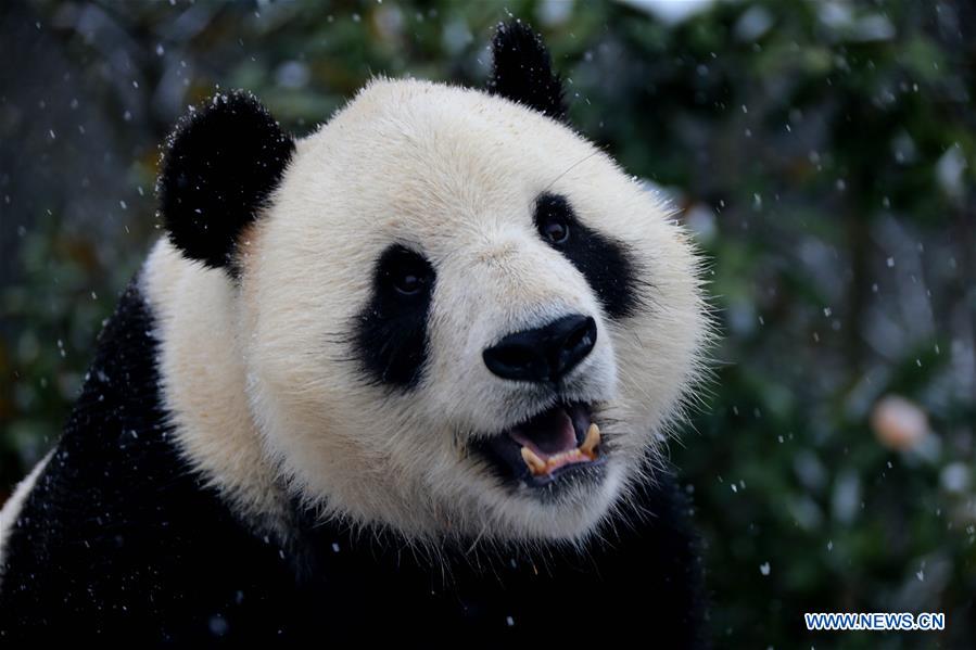 #CHINA-ANHUI-HUANGSHAN-PANDA (CN)