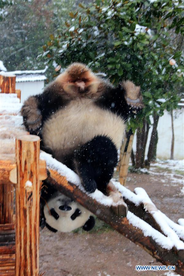 #CHINA-ANHUI-HUANGSHAN-PANDA (CN)