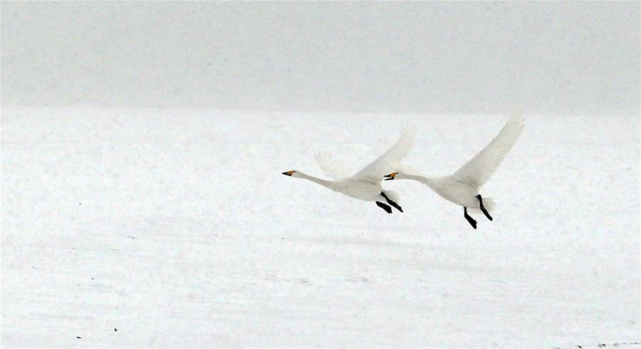 Swans live through winter on the Swan Lake in Rongcheng, east China's Shandong Province, Jan. 23, 2016.