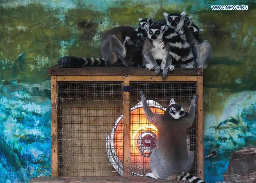 Ring-tailed lemurs get warm by an electric radiator at Chengdu Zoo in Chengdu, capital of southwest China's Sichuan Province, Jan. 22, 2016. 