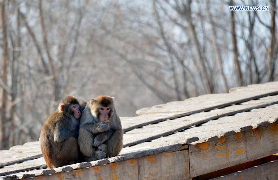 Two macaques enjoy sunbathe at Daqingshan Wildlife Park in Hohhot, capital of north China's Inner Mongolia Autonomous Region, Jan. 24, 2016.