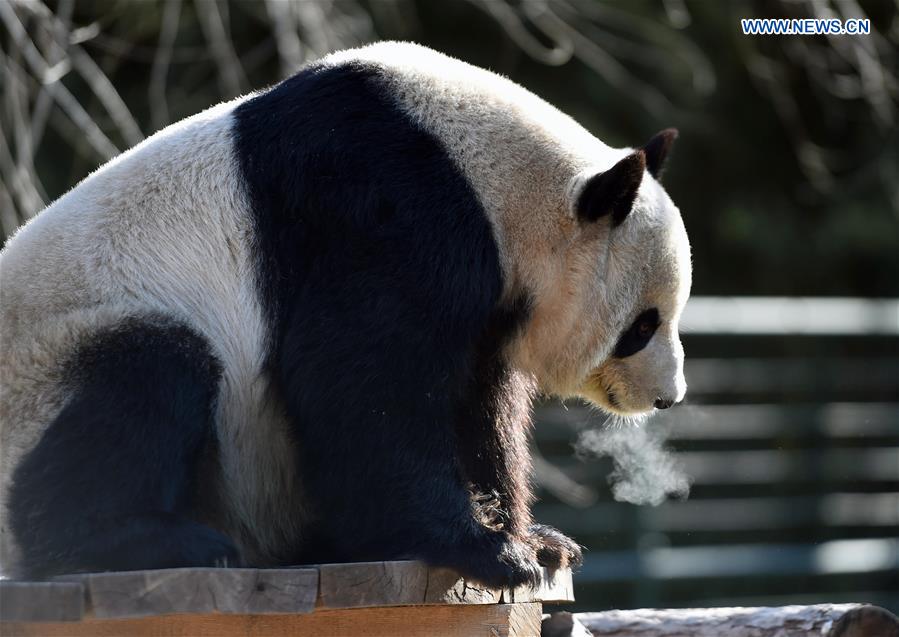 A panda rests in the sunshine in the Beijing Zoo in Beijing, capital of China, Jan. 23, 2016.