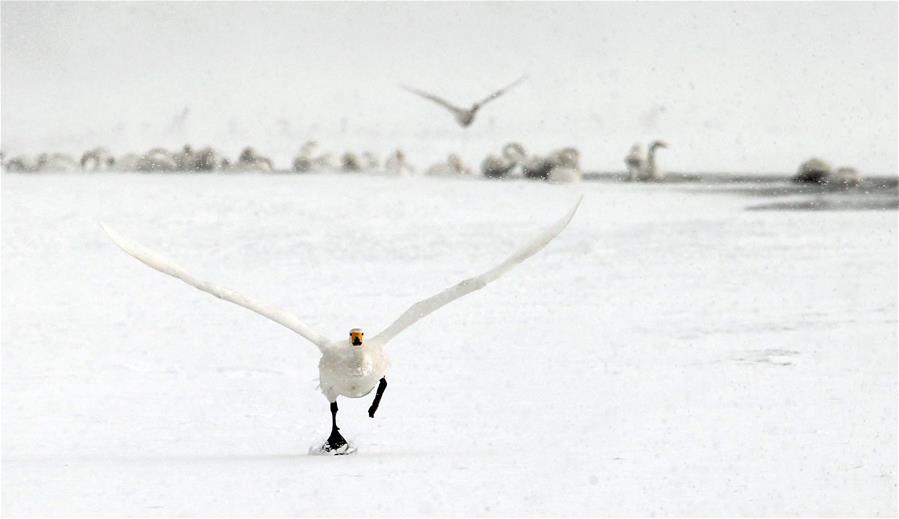 Swans live through winter on the Swan Lake in Rongcheng, east China's Shandong Province, Jan. 23, 2016.