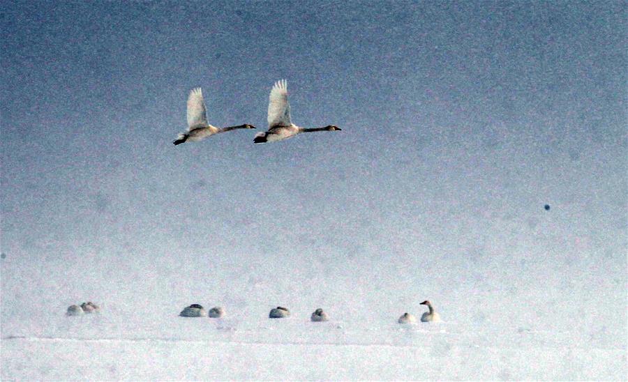 Swans live through winter on the Swan Lake in Rongcheng, east China's Shandong Province, Jan. 23, 2016. 