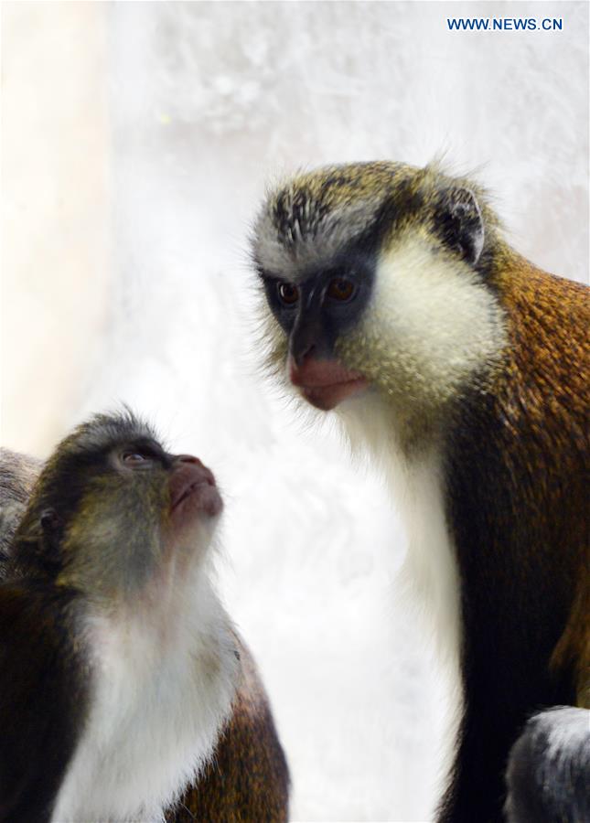 A Ghana hanuman cub and its mother are seen at Daqingshan Wildlife Park in Hohhot, capital of north China's Inner Mongolia Autonomous Region, Jan. 24, 2016. 