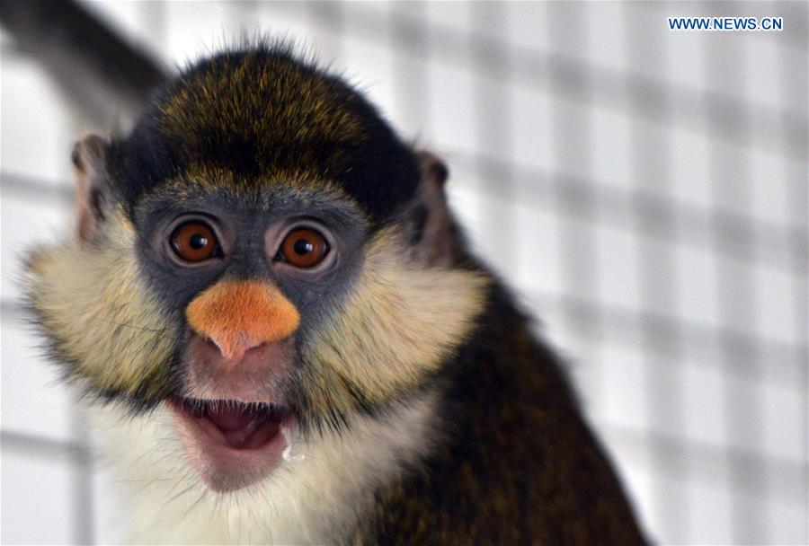 A Kenya hanuman is seen at Daqingshan Wildlife Park in Hohhot, capital of north China's Inner Mongolia Autonomous Region, Jan. 24, 2016.