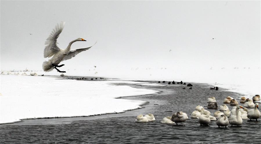 Swans live through winter on the Swan Lake in Rongcheng, east China's Shandong Province, Jan. 23, 2016.