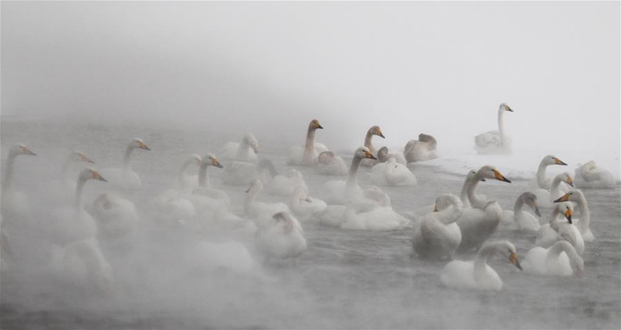 Swans live through winter on the Swan Lake in Rongcheng, east China's Shandong Province, Jan. 23, 2016. 