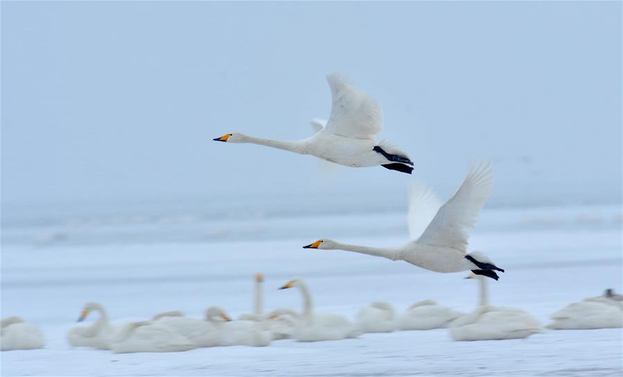 Swans live through winter on the Swan Lake in Rongcheng, east China's Shandong Province, Jan. 23, 2016. 