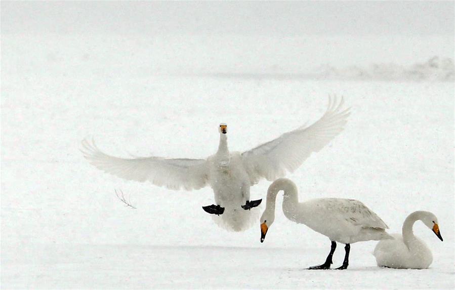 Swans live through winter on the Swan Lake in Rongcheng, east China's Shandong Province, Jan. 23, 2016. 