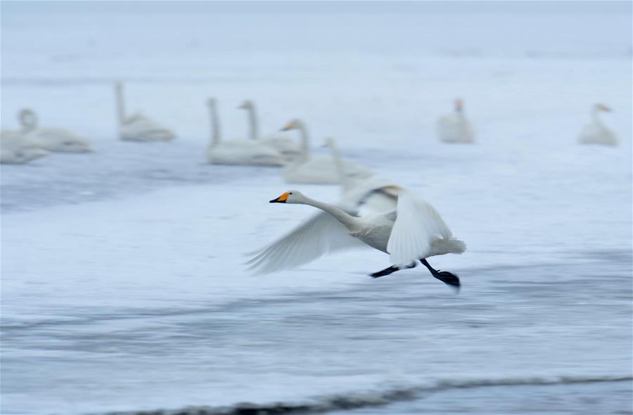 Swans live through winter on the Swan Lake in Rongcheng, east China's Shandong Province, Jan. 23, 2016.