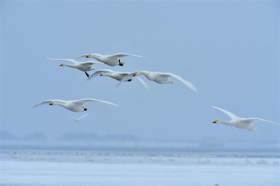 Swans live through winter on the Swan Lake in Rongcheng, east China's Shandong Province, Jan. 23, 2016.