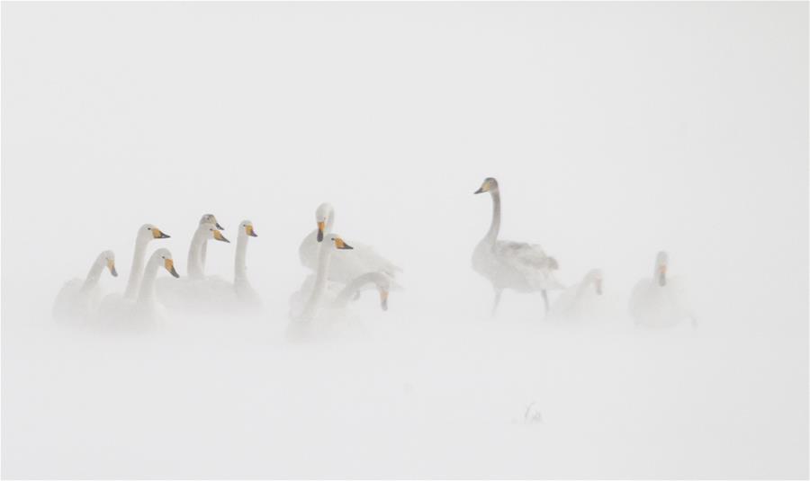 Swans live through winter on the Swan Lake in Rongcheng, east China's Shandong Province, Jan. 23, 2016. 