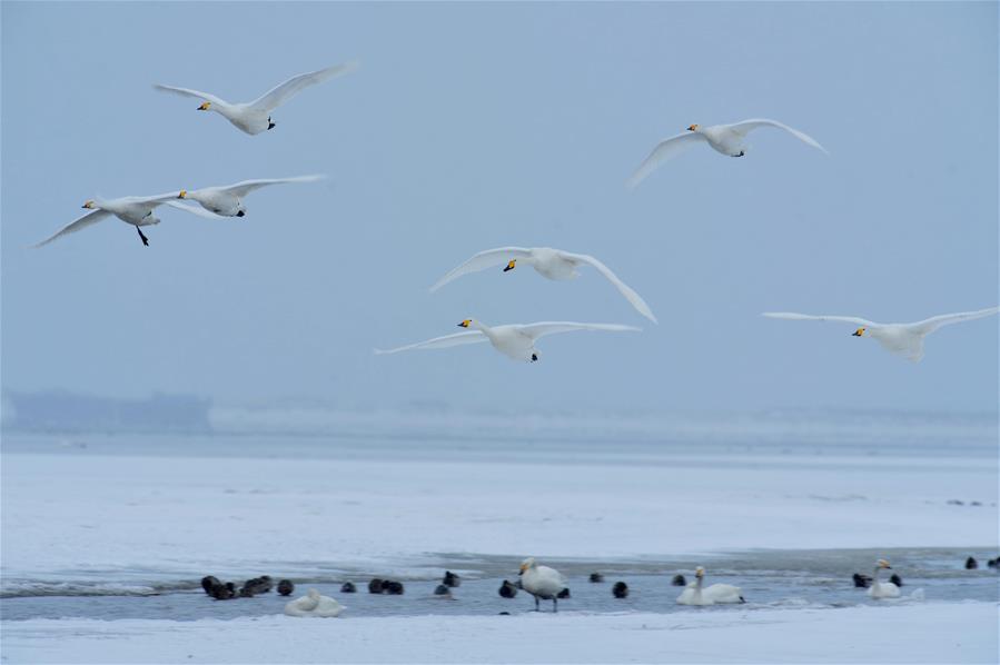 Swans live through winter on the Swan Lake in Rongcheng, east China's Shandong Province, Jan. 23, 2016.