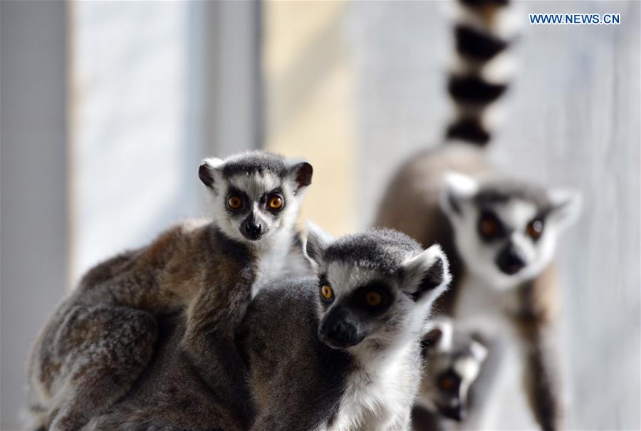 Ring-tailed lemurs are seen at Daqingshan Wildlife Park in Hohhot, capital of north China's Inner Mongolia Autonomous Region, Jan. 24, 2016. 